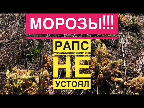 Видео: Морозы!!! Рапс не устоял.😢