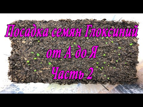 Видео: Посев Глоксиний от А до Я. 2 часть