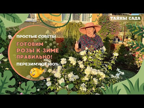 Видео: РОЗЫ ОСЕНЬЮ. ПРОСТЫЕ СОВЕТЫ. ГОТОВИМ РОЗЫ К ЗИМЕ ПРАВИЛЬНО! ПЕРЕЗИМУЮТ 100%