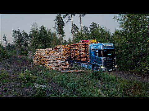 Видео: Простой реверс.  Погрузка балансов берёзовых, сосновых и еловых.
