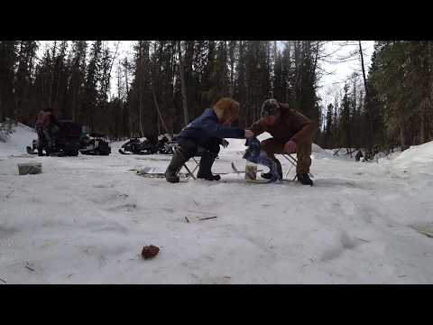 Видео: ЛОВИМ ЩУКУ И ЧЕБАКА ЗИМОЙ ПОСЛЕ НАЧЕВКИ
