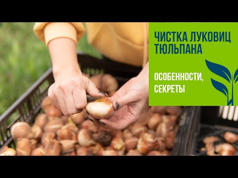 Видео: Чистка луковиц ТЮЛЬПАНА. Особенности, секреты