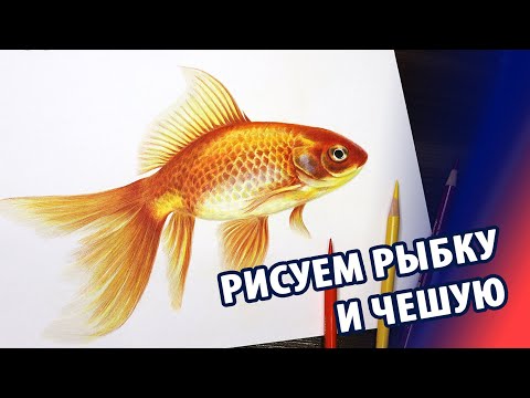 Видео: Как нарисовать золотую рыбку - реалистичную чешую цветными карандашами. Советы.