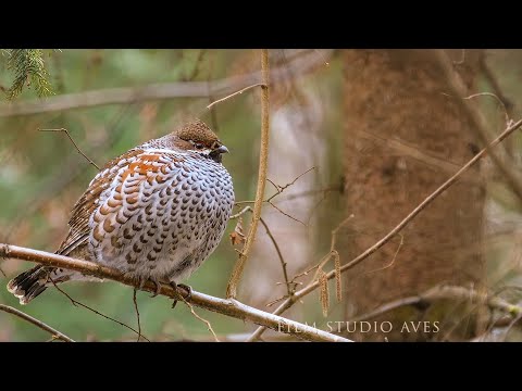 Видео: Рябчик - жизнь ранней весной | Film Studio Aves