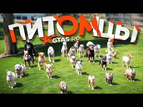 Видео: ПИТОМЦЫ НА ГТА 5 РП. ОБНОВЛЕНИЕ 28 ФЕВРАЛЯ GTA 5 RP