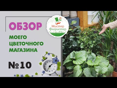 Видео: #10 Обзор поставки комнатных растений. Цветочный салон "Мистер Флористер"