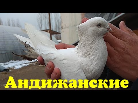 Видео: КАБУТАРНИ МАНА ҚАНДЕЙ ЖУФЛАШ КЕРАК  Ахмаджон уз  #Андижанские голуби#кабутар бозор#kabootar bazi