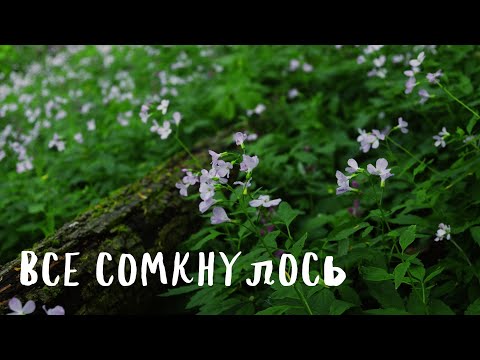 Видео: все сомкнулось