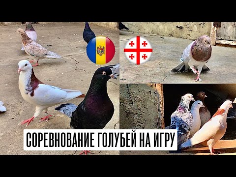 Видео: Соревнование по бойным голубям. Бой бакинских голубей Молдавия Грузия.