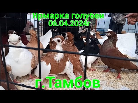 Видео: Ярмарка голубей в г. Тамбов
