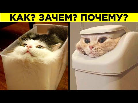 Видео: Почему Кошки Так Странно Себя Ведут?