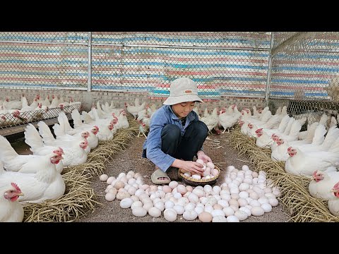 Видео: День на большой птицеферме – ценные уроки от владельца фермы. Чему научился Мин?