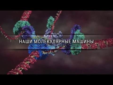 Видео: Наши молекулярные машины [Veritasium]