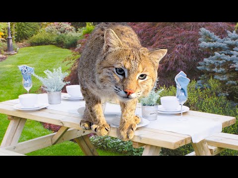 Видео: БАРХАННЫЕ КОТЯТА НАУЧИЛИСЬ ХОДИТЬ / Рыси, пума и енот приветствуют меня / Свинья потерялась у кошек