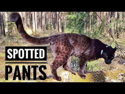 Видео: Пантера Луна пятнистые штаны 🤪 🐆 / Весенний ледоход 🧊🧊🧊