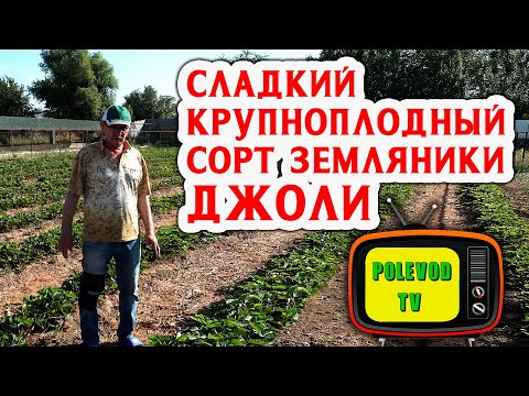 Видео: Сладкий, крупноплодный, сорт земляники Джоли. Тонкости выращивания.