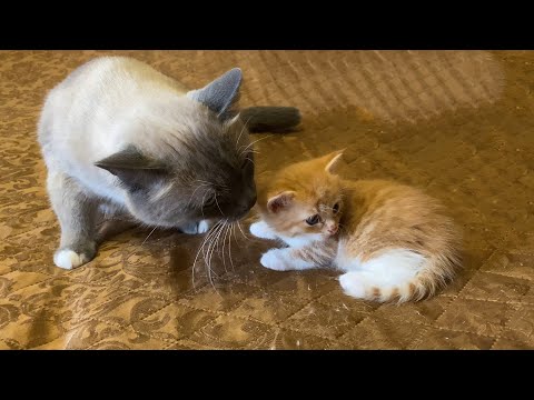 Видео: Принесли кота домой 2