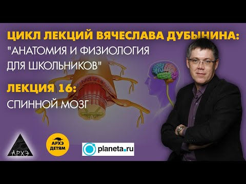 Видео: Вячеслав Дубынин: "Спинной мозг" (Лекция 16)