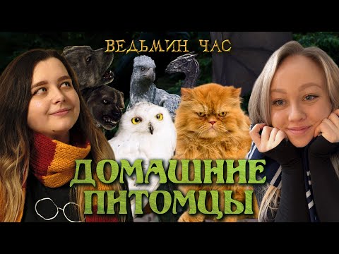 Видео: ДОМАШНИЕ ПИТОМЦЫ в Гарри Поттере. Совы и жабы, кролики и пушишки, коты и ручные анимаги