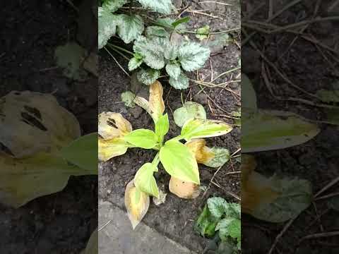 Видео: ЮЖНЫЙ,ЭКЗОТИЧЕСКИЙ САД ОСЕНЬЮ!МАГНОЛИИ,АРАУКАРИЯ,ДАФНИФИЛЛУМ,ЭЛЕАГНУС,ФАТСИЯ,БЕРЕСКЛЕТЫ,ФОТИНИЯ!🌳🍒🌺