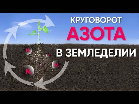 Видео: Азотфиксирующие биопрепараты (удобрения) в аграрных технологиях. Азотфиксация с помощью бактерий.