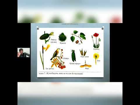 Видео: паҳншавии мева ва тухм