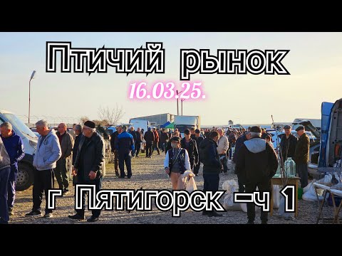 Видео: Голуби цены Птичий рынок г Пятигорск - ч1