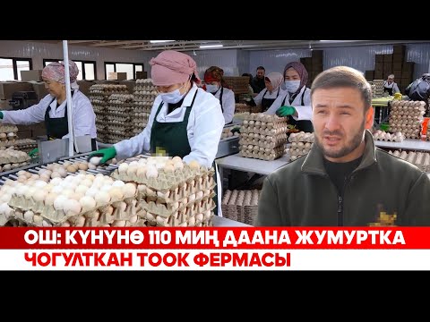 Видео: Ош: Күнүнө 110 миң даана жумуртка чогулткан тоок фермасы