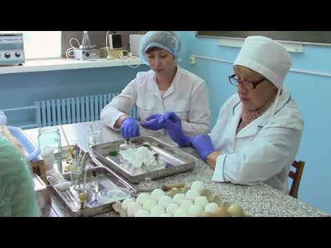 Видео: Заражение развивающихся куриных эмбрионов