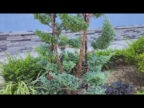 Видео: ПЕРВАЯ ФОРМИРУЮЩАЯ СТРИЖКА КИПАРИСОВИКА  БУЛЕВАРД!