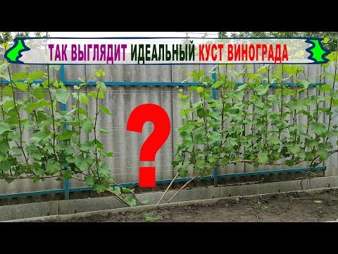 Видео: 🍇 Даже не думай формировать ВИНОГРАД иначе. Идеальная ФОРМИРОВКА УРОЖАЙНОГО КУСТА  для укрывной зоны