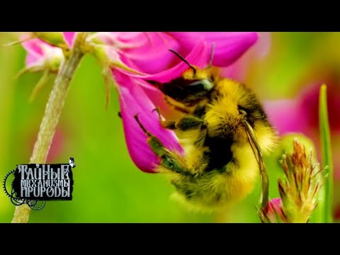 Видео: Высокогорное плато. Мир в миниатюре. Тайные механизмы природы