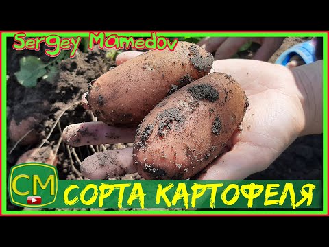 Видео: Сорта картофеля. Лимонка, Королева Анна, Журавушка.