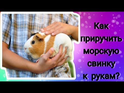 Видео: Svinki Family Blog:Как приручить морскую свинку к рукам?/знакомство/общение