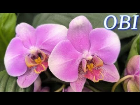 Видео: №1119/ МОРЕ красивых ОРХИДЕЙ в OBI