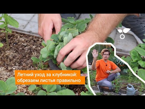 Видео: Летний уход за клубникой: обрезаем листья правильно