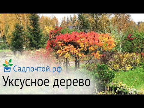 Видео: Сумах оленерогий (пушистый) или  уксусное дерево