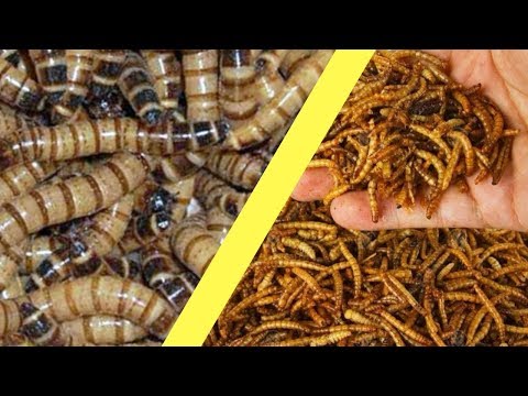 Видео: Разведение суперчервей против мучных червей