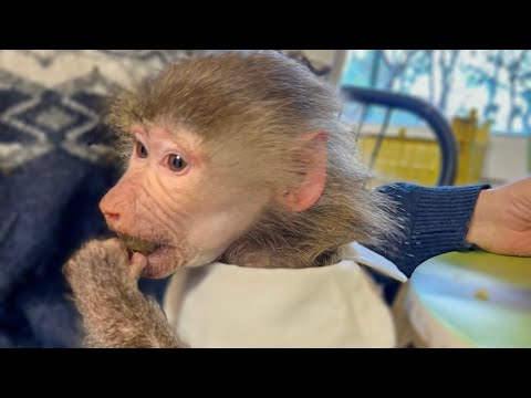 Видео: СМЕХ да и только! Люська так сильно жаловалась Владу на меня, а потом решила УЙТИ ИЗ ДОМА навсегда!