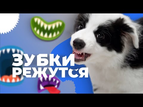 Видео: Когда у щенка меняются зубы 🐶 Что делать и как помочь