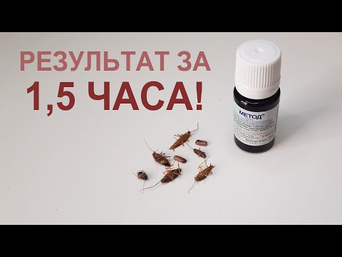 Видео: Инсектицид Метод убил всех рыжих тараканов за 1,5 часа