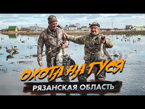 Видео: Охота на гуся. Рязанская область (открытие охоты)
