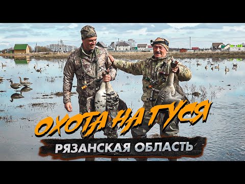 Видео: Охота на гуся. Рязанская область (открытие охоты)