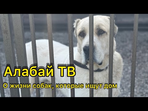 Видео: Выпуск от 12.10.24