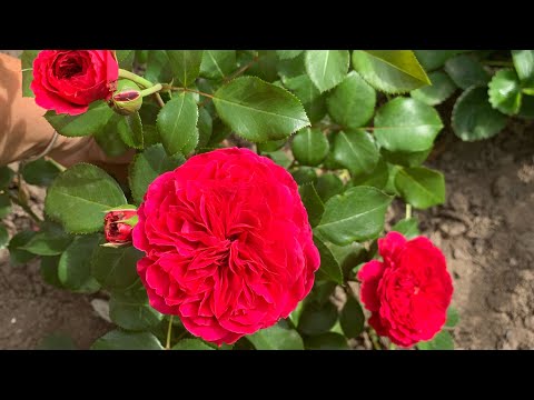 Видео: Розы Леонардо да Винчи и Ред Леонардо да Винчи, сравним)))  (Rosе *Leonardo da Vinci* )