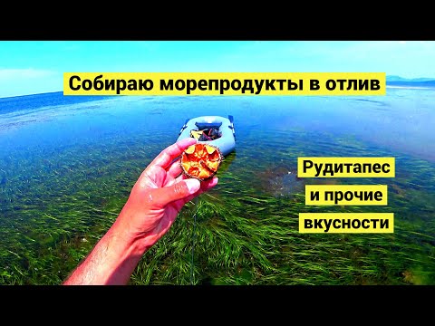 Видео: Рудитапес филиппинский! Выкопать и приготовить!