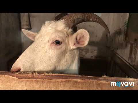 Видео: Зимнее содержание коз