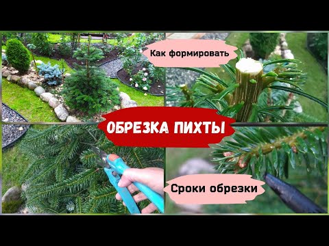 Видео: Обрезка пихты.Как формировать, сроки обрезки.