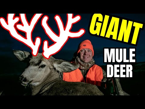 Видео: ОГРОМНОЕ падение МУЛИ!!!!