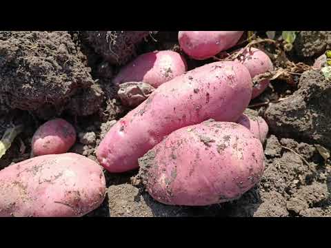 Видео: Картопля ЕВОЛЮШЕН і ТОРНАДО.Яка краща?